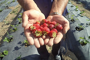 50 Hibeli Çilek Dağıtımı Büyükşehir den