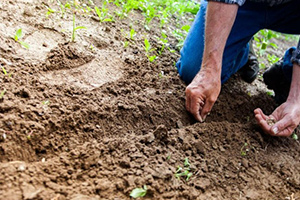 Anadolu dan Tarım Notları Ödemiş