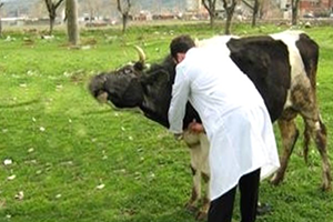 Veterinerlerin Aşılama Ücretlerine Devlet Desteği