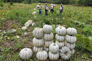 Kestane Kabağı nda Hasat Zamanı