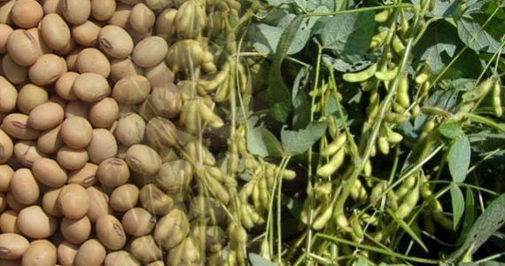 Ülkemizin Soya İhtiyacının 60 ını Karşılıyor
