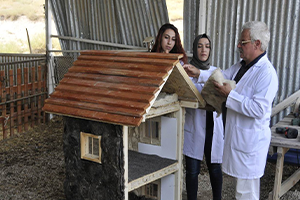 Üniversiteliler Koyun Yününden Isı Yalıtımı Yaptılar