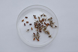 Akdeniz Meyve Sineğinin Yayılım Haritası Çıkarılıyor