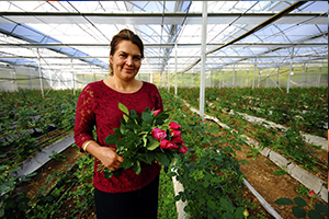 Kesme Gül İhracatını Artırmak İstiyorum