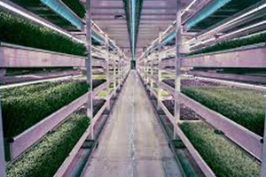 2 Dünya Savaşından Kalma Sığınakta Tarım