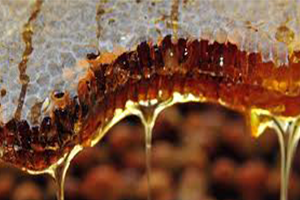 Dünyada Üretilen Balın 30 u Sahte