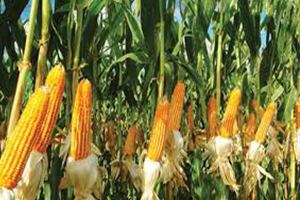 Ekonomiye Katkısı 4 73 Milyar Lira