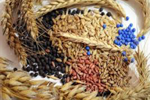 İsrail e Tohumluk İhracı Türkiye den