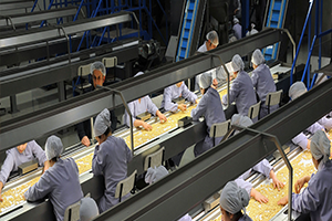 Fındık Üreticilerine TMO Çağrısı