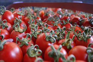 Rusya ya İhracatın Başlayacağı Tarih