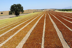 Manisa Ovası nda Üzüm Kurutma Zamanı