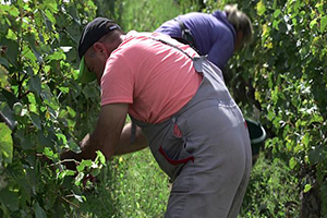 Avrupa da Taşeron İşçiler