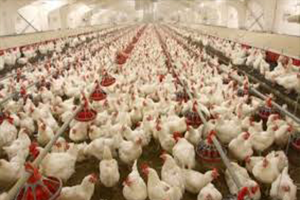 Zeybekci den Kanatlı Sektörüne Müjde