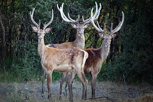 Kızıl Geyik Sayısı Artıyor