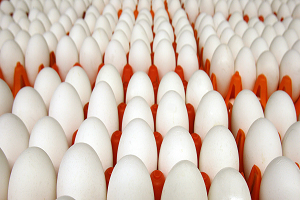 AB Üyesi 24 Ülkede Zehirli Yumurtaya Rastlandı