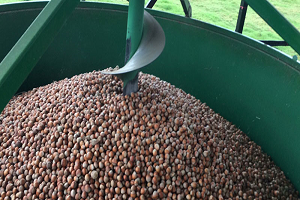 Fındıklar Makinede Kurutuluyor