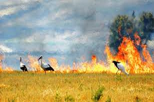 Anız Yakana Destek Primi Ödenmesin