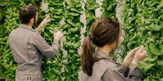 Dikey Çiftlik Modeline Geçiliyor