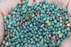 Çitlembik Çiftçinin Alternatif Geçim Kaynağı Oldu