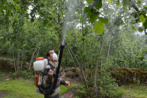 Fındık Filiz Güvesi İle Mücadele