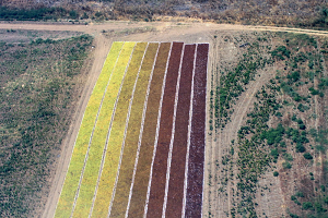 90 Farklı Ülkeye İhraç Edilmeye Hazırlanıyor