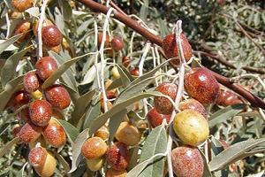 1 Milyondan Fazla Fidan Toprakla Buluşacak