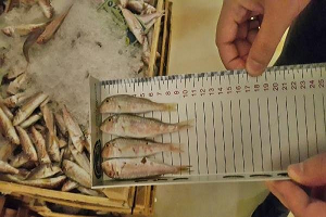 Yasal Boy Sınırı Altında Avlanan İstavrit ve Tekire El Konuldu