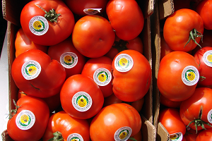 Yeni Trendleri Seracılık