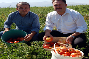 Yıllık 100 Bin Ton Domates