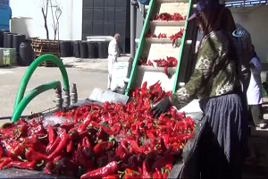 Hollanda ya 700 Ton Salça İhracatı