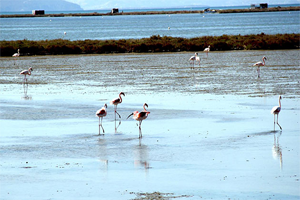 İzmir Kuş Cennetine Borulu Sistemle Su Verilmeye Başlandı