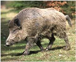 Yaban Domuzu Sürek Avı Yapılacak