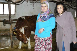 Projeyle Aldığı İneğin İlk Buzağısı Doğdu