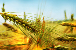 250 Örnek Köy Projesi 2019 da Tamamlanacak