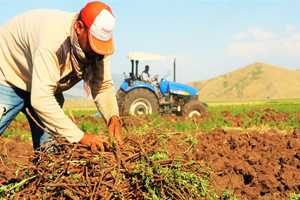 Fındık Yeşil Mercimek ve Zeytin Çiftçinin Yüzünü Güldürdü