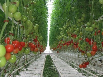 Örtü Altında 365 Gün Üretim 365 Gün Verim