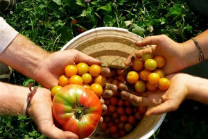 Ege Organik Üründe Lider