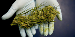 Kenevir Kullanımının Durdurulması Ekonomimize Zarar Vermiştir