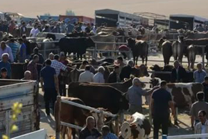 Canlı Hayvan Pazarı Hastalık Riskine Karşı Kapatıldı