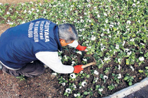 150 Bin Çiçek Alarak Hem Üreticiye Hem Çevreye Katkı Sağladı