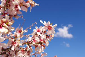 Hava Sıcaklığı Badem Ağaçlarını Yanılttı Üreticiyi Tedirginlik Sardı