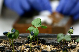 İYTE Talep Üzerine Yeni Pamuk Çeşidi Geliştirdi