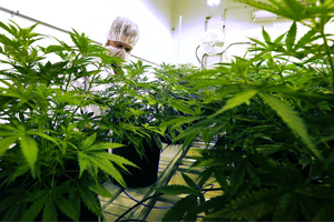 Kenevir Yasaları Değişiyor