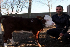 Ay Yıldızlı Buzağı 1 Milyon Dolara Satışa Çıktı