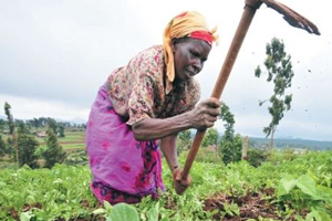 Sudan dan Türkiye ye 780 Bin Hektar Alan