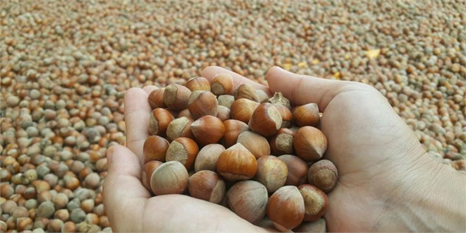 Kaybeden Türk Fındık Üreticisi Kazanan Avrupalı Tüketici