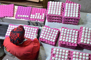 Türkiye`den İran`a 2 Bin Tır Yumurta İhraç Edilecek