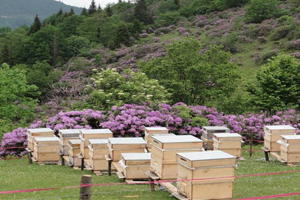 Bal Ormanları Arıcıların Yüzünü Güldürdü