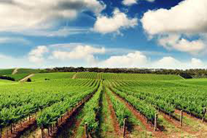 Çatak Başvuruları Başlıyor