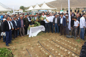 Şeker Pancarında Damla Sulama Dönemi